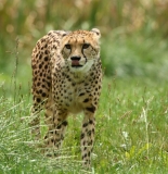 Tierpark Herberstein