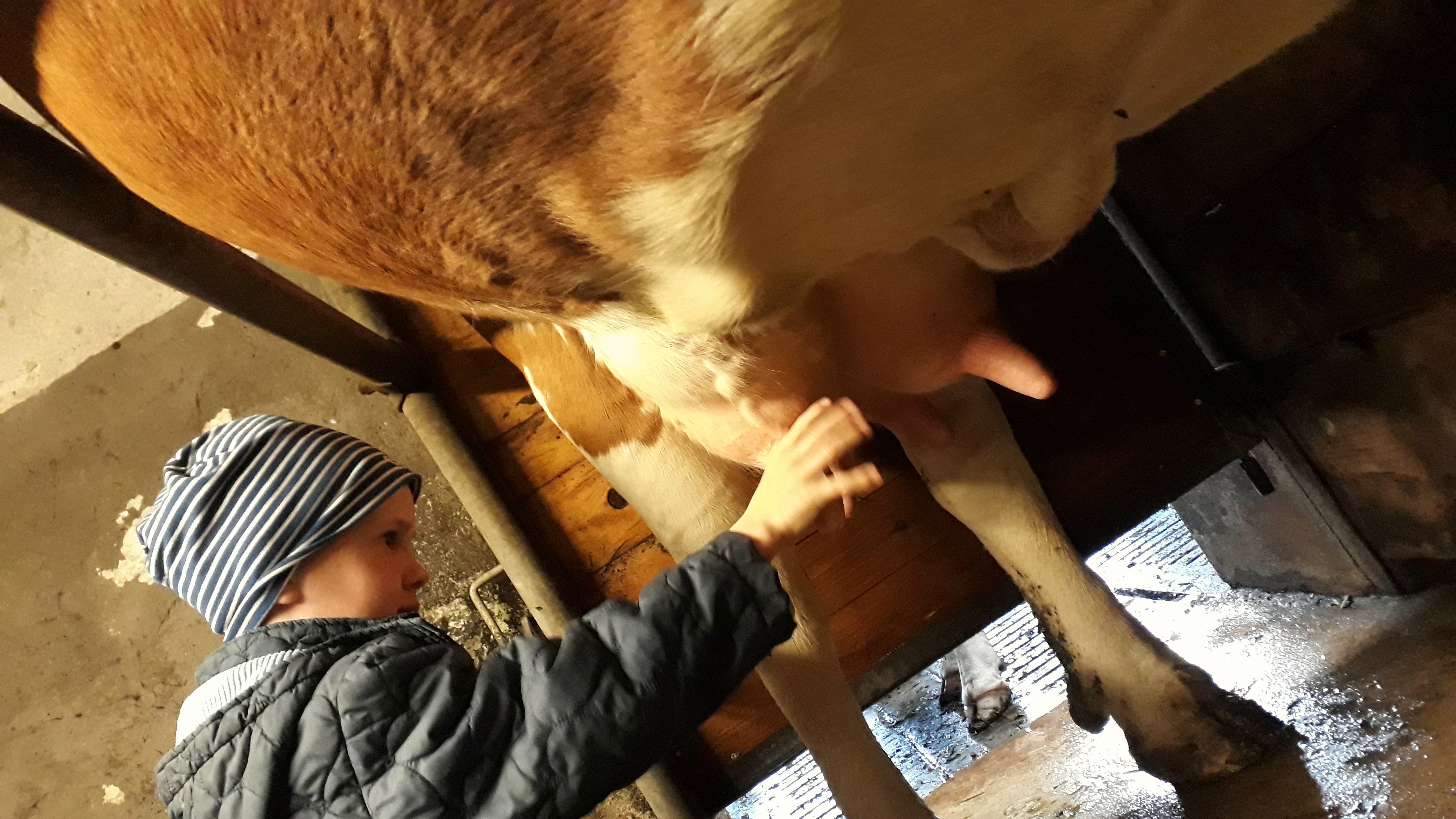 Kühe melken bei der Biobäuerin Verena