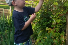 Clemens erntet im Garten