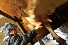 Kühe melken bei der Biobäuerin Verena