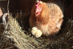 Bio Eier von den eigenen Hühnern