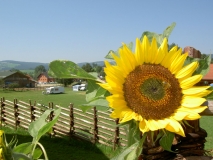 Sommerfreuden am Biobauernhof