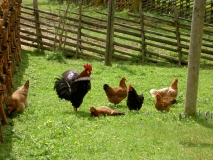 Bio Eier von Bio Hühnern