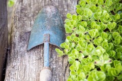 Auf Bio, Umweltschutz und Erhalt der Artenvielfalt - Biodiversität - wird am Miniponyhof Wild geachtet