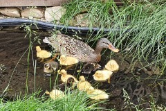 Das sind keine Kuscheltiere :-)