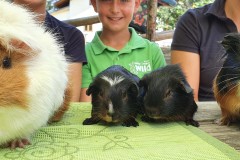 Kuscheltiere gibt es bei uns genug