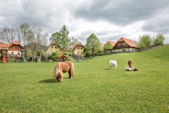 Ferienwohnungen am Miniponyhof Wild