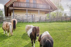 Ferienhaus mit Ponykoppel