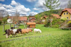 Miniponyhof Wild in der Oststeiermark