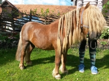 Haare flechten bei den Ponys