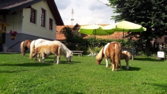 Glückliche Ponyfamilie