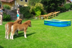 Neugierige Spielgefährten