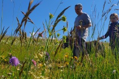 Pony Wanderung