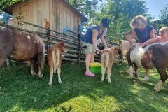 Putzen, striegeln, spielen