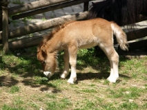 Baby beim ersten Ausflug auf die Weide