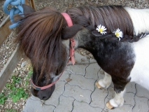 Pony spielen