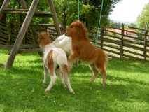 Ponykinder unter sich