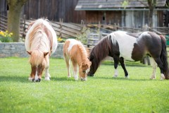 Ponyzucht Wild