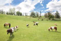 Die Ponys warten auf unsere Gäste