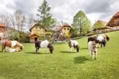 Guten Morgen Ponyherde