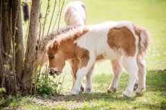 Ponyreiten, Ponyzucht, Ponywandern, Ponykuscheln