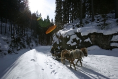 Pferdeschlittenfahrt