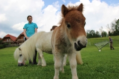 Minipony spielen