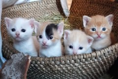 Katzenbabies
