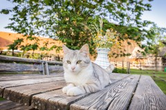 Der Miniponyhof Wild