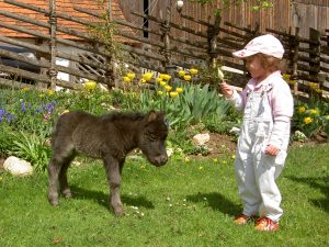 Urlaub am Bauernhof beim Miniponyhof Wild in der Steiermark, Österreich. Reiten, Pferde, Pony, Urlaub in Ferienwohnungen, Appartements, Ferienhaus, Almenland Camping, Campingplatz am Bauernhof