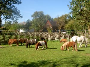 Urlaub am Bauernhof beim Miniponyhof Wild in der Steiermark, Österreich. Reiten, Pferde, Pony, Urlaub in Ferienwohnungen, Appartements, Ferienhaus, Almenland Camping, Campingplatz am Bauernhof