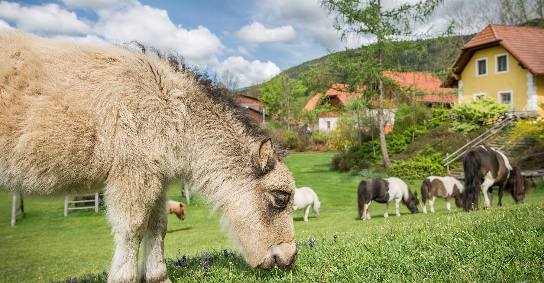 Die Miniponys vom Miniponyhof Wild