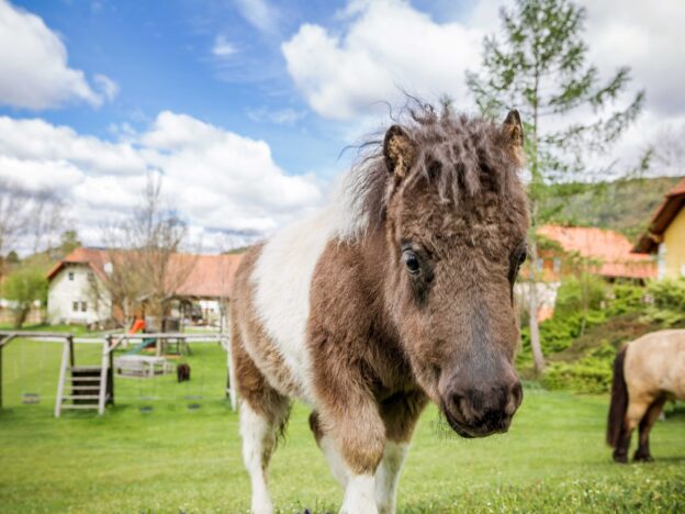 Urlaub am Bauernhof beim Miniponyhof Wild in der Steiermark, Österreich. Reiten, Pferde, Pony, Urlaub in Ferienwohnungen, Appartements, Ferienhaus, Almenland Camping, Campingplatz am Bauernhof